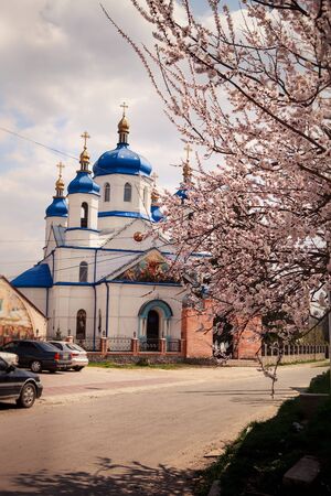 blue and white ukrainian orthodox church cars near on country road branch of blooming apricot tree...
