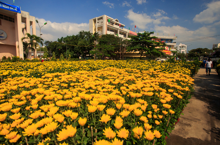 NHA TRANG, KHANH HOA / VIETNAM - FEBRUARY July 2016: Chrysanthemums in pots in private city garden by house against palm trees in Vietnam on February 07 in Nha trangのeditorial素材