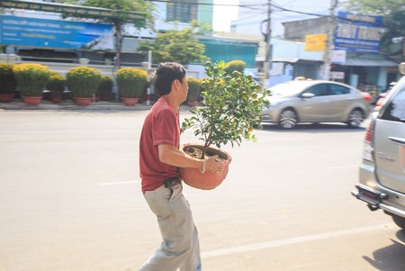 NHA TRANG, KHANH HOA / VIETNAM - FEBRUARY July 2016: Closeup Vietnamese man carries large heavy orange tree in pot to car against street and market on February 07 in Nha trangのeditorial素材