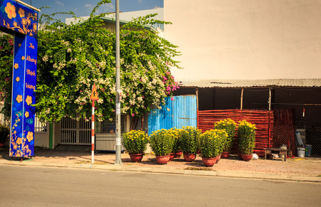 chrysanthemum in pot street market on sidewalk by house against blossoming tree and tet decoration in Vietnamのeditorial素材