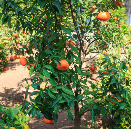 closeup large orange tree in pot on street market in Vietnamの写真素材