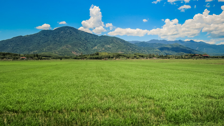 panorama of green rice field against distant hills and blue sky with white cloudsの写真素材