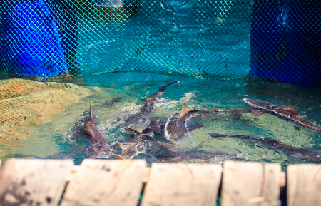 big fish in blue water of artificial pond of blue fishing nets at wooden pierの写真素材
