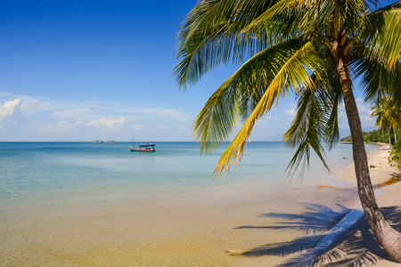 large palm with shadow on sand beach by transparent shallow azure sea single boat on horizon blue skyの写真素材