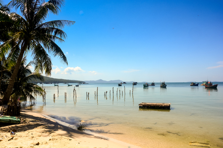 large palm with shadow on sand beach on shallow and deep blue skyの写真素材