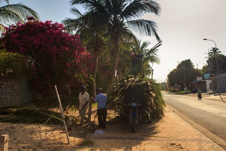 MUI NE / VIETNAM - MARCH 17 2016: Men load large palm trees on wheelbarrow on empty village roadside on sunny day in Vietnam on March 17 in Muineのeditorial素材