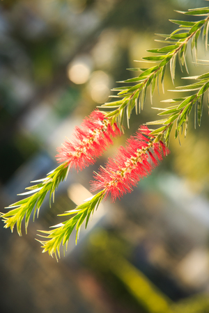 closeup tree branch with tender beautiful pink flower catkins in tropical parkの写真素材