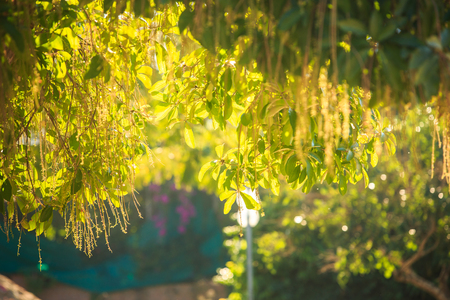 closeup tree branch transparent leaves under sunlightの写真素材