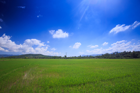 boundless green rice field with hills on skyline against blue sky with white cumulus cloudsの写真素材