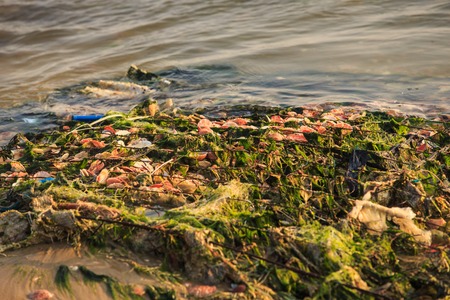 closeup of old fishing nets full of green seaweeds and shells on wet gray beach at sunset lightの写真素材