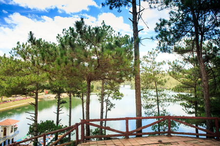 view from a wooden terrace throughw young pines on a large tranquil lakeの写真素材
