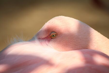 Eye of a Flamingoの写真素材