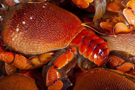 crab backgroundの写真素材