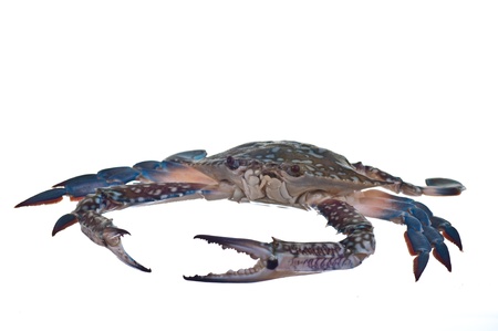 blue crabの写真素材