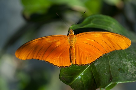 orange butterfly on a leaf in a gardenの写真素材