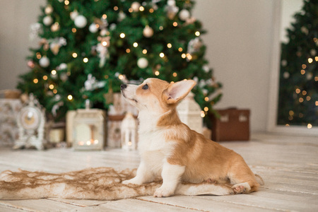 puppy Welsh Corgi Cardigan sits on the floor on a fur bedding on the background of the Christmas treeの写真素材