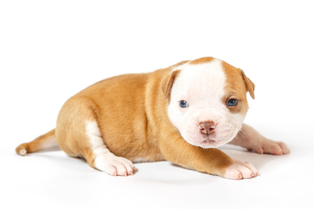 Spotted little puppies American Bulldog on a white background blue eyesの写真素材