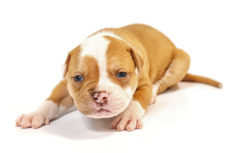 Spotted little puppies American Bulldog on a white background blue eyesの写真素材