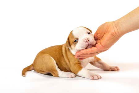 Spotted little puppies American Bulldog on a white background blue eyesの写真素材