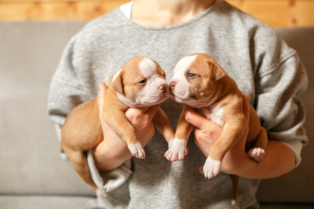 American Bulldog puppies in the arms of a girl in a gray sweaterの写真素材