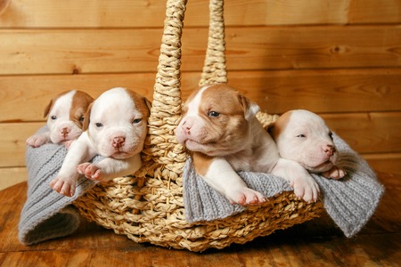 American Bulldog puppies sleep sweetly in a wicker basketの写真素材