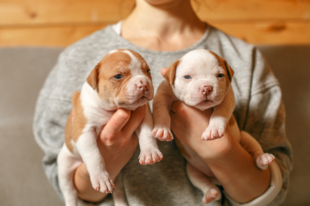 American Bulldog puppies in the arms of a girl in a gray sweaterの写真素材