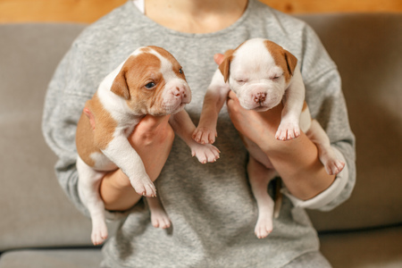 American Bulldog puppies in the arms of a girl in a gray sweaterの写真素材