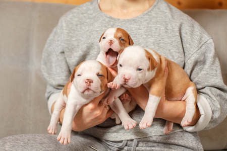 American Bulldog puppies in the arms of a girl in a gray sweaterの写真素材