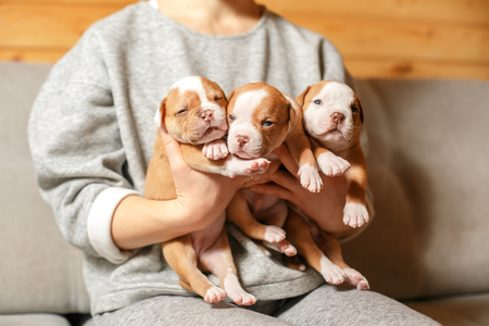 American Bulldog puppies in the arms of a girl in a gray sweaterの写真素材
