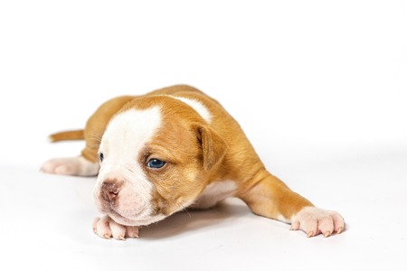 American bulldog puppy on white backgroundの写真素材