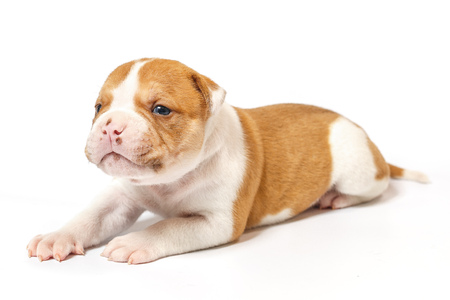 American bulldog puppy on white backgroundの写真素材