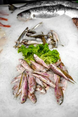 Fresh mackerel fish on iceの写真素材