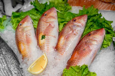 Fresh mackerel fish on iceの写真素材
