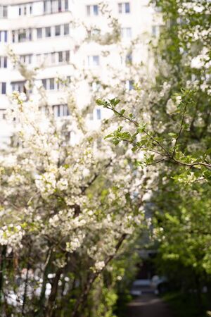 trees of apple, cherry, pear blossom in spring in a city park, gardenの写真素材