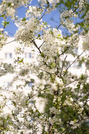 trees of apple, cherry, pear blossom in spring in a city park, gardenの写真素材