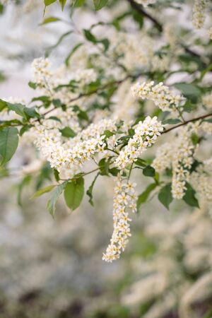 White flowers blooming bird cherry. Bird Cherry Tree in Blossom. Close-up of a Flowering Prunus...