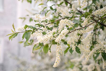 White flowers blooming bird cherry. Bird Cherry Tree in Blossom. Close-up of a Flowering Prunus...