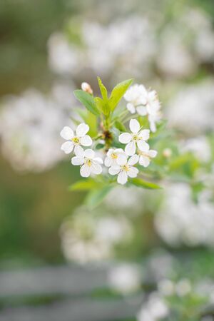 trees of apple, cherry, pear blossom in spring in a city park, gardenの写真素材
