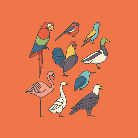 Vector illustration icon set of bird: macaw, bullfinch, parrot, rooster, duck, flamingo, goose, kingfisher, eagleのイラスト素材