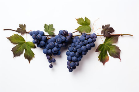 A cluster of deep blue grapes, adorned with leaves, set against a white backdrop, as seen from aboveの素材