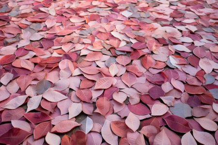Nature's Artistry: A Mosaic of Rose Leaves on Pink Concreteの素材