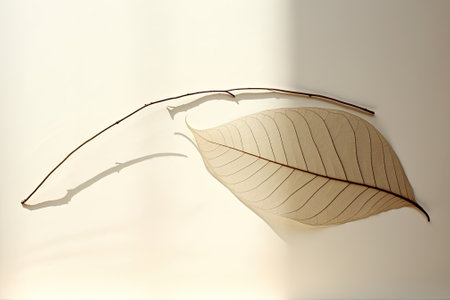 Leaf Shadows: A Minimalist Display of New Naturalismの素材