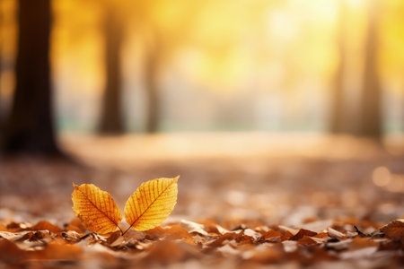 Autumn beech leaves adorn a picturesque bokeh background with forest ground panoramic formatの素材