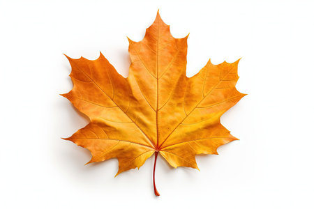 isolated white background autumn maple leafの素材