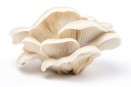 White background oyster mushroomの素材