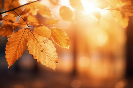 Blurred autumn leaves on the sunny backgroundの素材