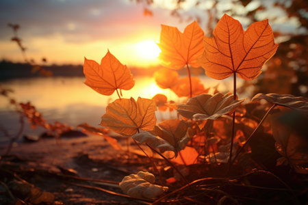 Leafs illuminated by a stunning sunsetの素材