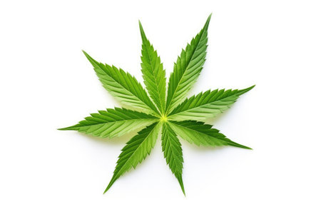 Marijuana leaf isolated on white top view for textの素材