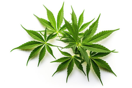 Newly harvested hemp leaves aloneの素材