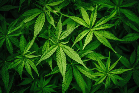 Cannabis leaf image Theme Hemp and marijuanaの素材